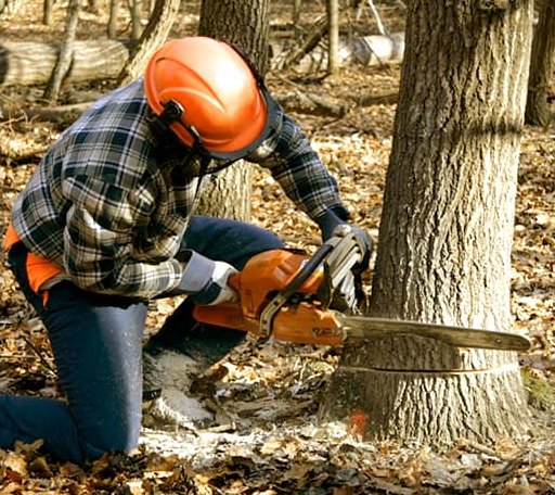 Tree Removal in Spokane, MO
